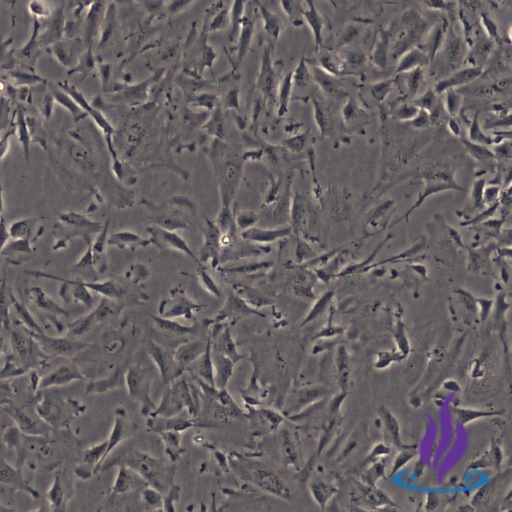 MVECPRO2®, Placental Microvascular Endothelial Cells